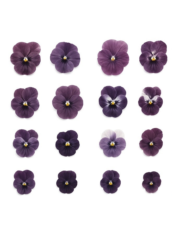 Excelso plant, 12 pieces - Image 2